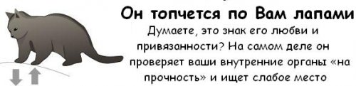 Как узнать, что ваш кот собирается вас убить )